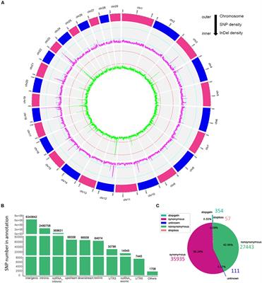 Genomic Signatures of Selection Associated With Litter Size Trait in Jining Gray Goat